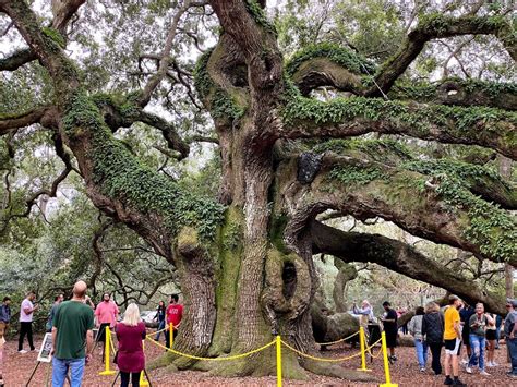 how old is the angel oak